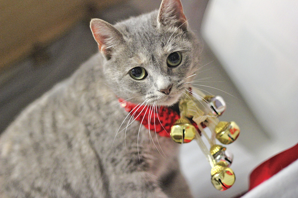 Washington County animal shelter sees spike in cats in